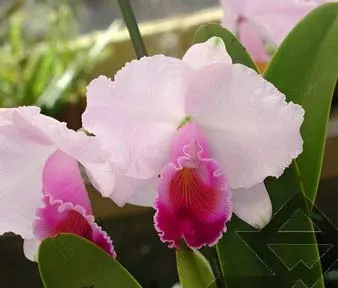 Cattleya quadricolor escura 'Sombrero' XXXX