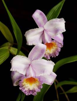 Sobralia sp. coerulea (Equador) x self