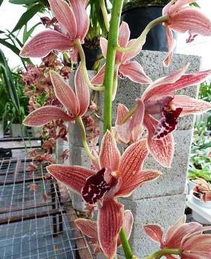 Cymbidium Zsip Cascade