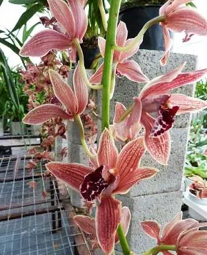 Cymbidium Zsip Cascade