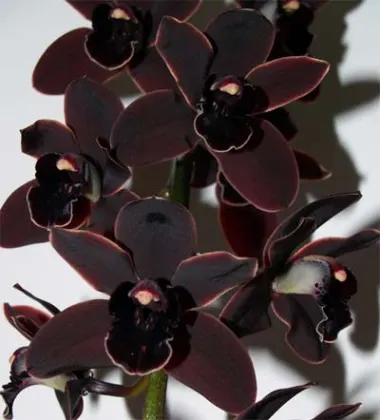 Cymbidium Cali Night 'Geyserland'
