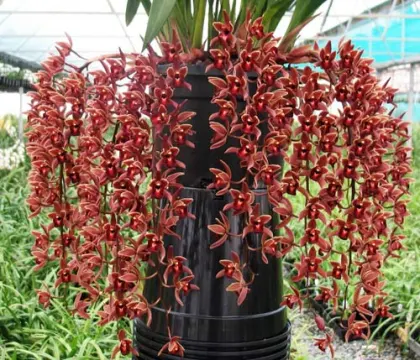 Cymbidium Tuffet