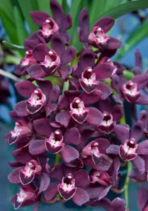 Cymbidium Bisou Bisou