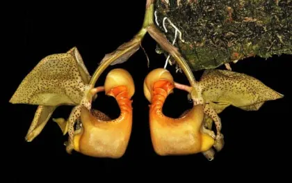 Coryanthes fieldingii