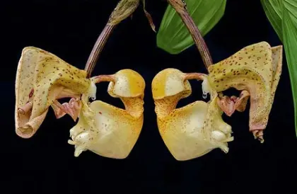 Coryanthes leferenziorum
