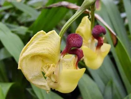 Coryanthes misasii