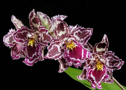 Odontoglossum Margarete Holm
