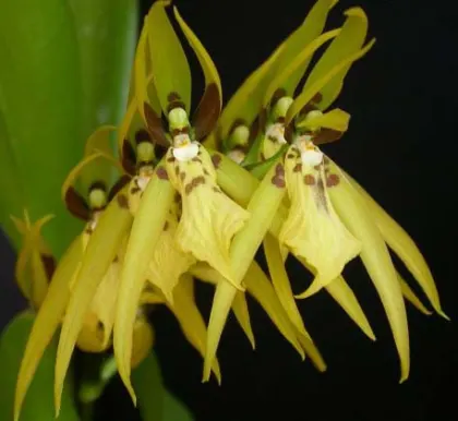 Brassia wageneri