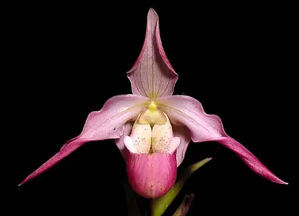 Phragmipedium Sedenii