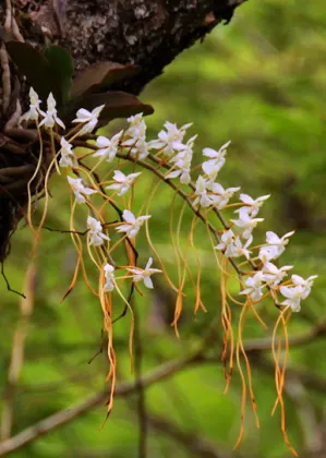 Aerangis verdickii