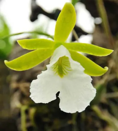Encyclia mariae x citrina