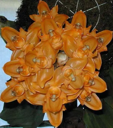 Stanhopea anfracta