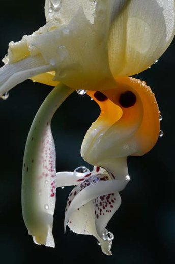 Stanhopea frymirei