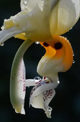 Stanhopea frymirei