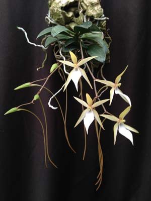 Aerangis fuscata