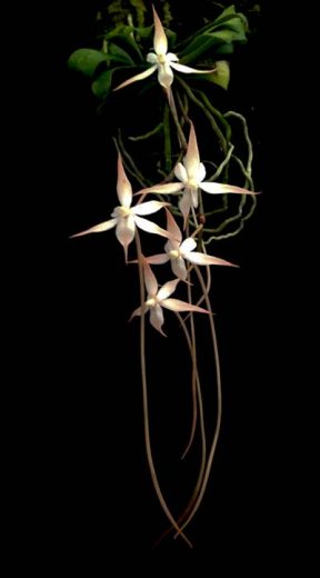 Aerangis distincta x modesta