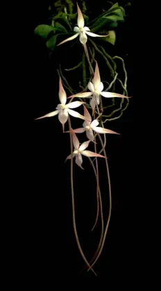 Aerangis distincta x modesta