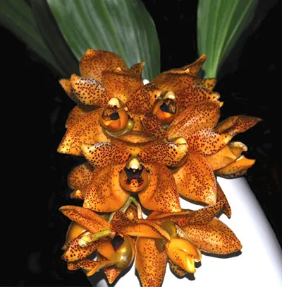 Acineta superba x Stanhopea stevensonii