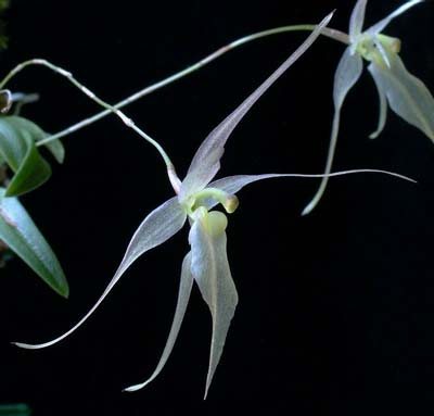 Homalopetalum pumilio