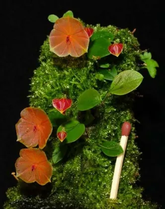 Lepanthes telipogoniflora