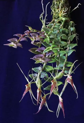 Epidendrum escobarianum