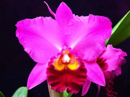 Potinara Perfect Choice 'Purple Lady' (Pot. Tokyo Bay x Lc. Lake Casitas)