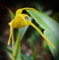 Maxillaria anatomorum