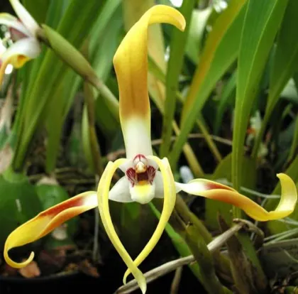 Maxillaria carolii