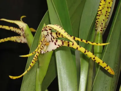 Maxillaria speciosa