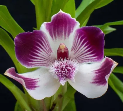 Pescatoria lehmannii