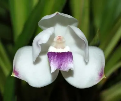 Pescatoria wallisii