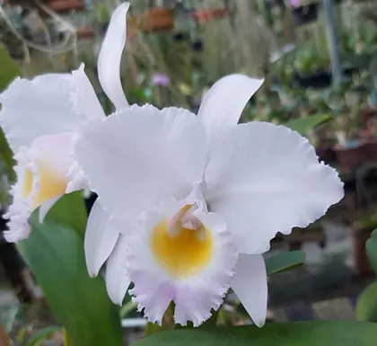 Cattleya trianae concolor x sib