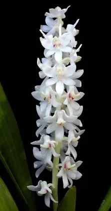 Eria hyacinthoides