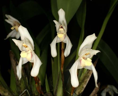 Maxillaria confusa