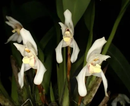 Maxillaria confusa