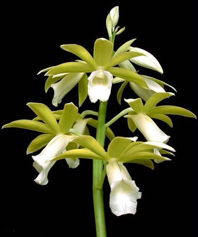 Phaius tankervilleae alba