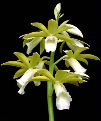 Phaius tankervilleae alba