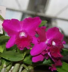 Potinara Ruby Ace 'Abe' (Lc. Mini Purple x Pot. Waianae Comet)