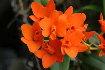 Potinara Shinfong Little Sun 'Youngmin Golden Boy' (Ctt. Golden Girl x Rth. Taida Love Star)