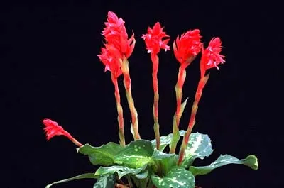 Stenorrhynchos speciosus