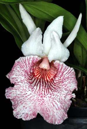 Chondranthes Andrea Niessen