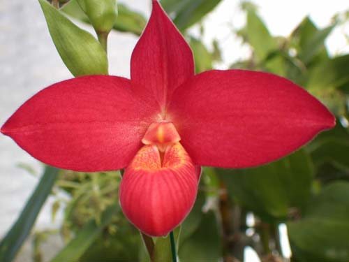 Phragmipedium Inca Fire (Andean Fire x besseae)
