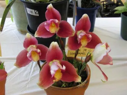 Lycaste Kiama 'Miss Kobe'