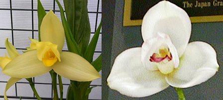 Lycaste Arisugawa (Kitayama x Shoalhaven 'Kyoto')