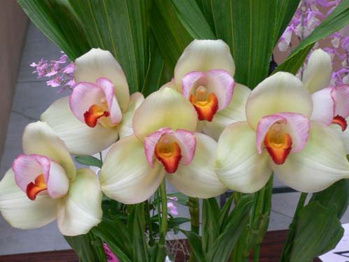 Lycaste Rakuhoku (Auburn Dichiling x Shoalhaven 'Kobe')