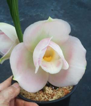 Lycaste Sagano (Abou Sunset Pink x Shoalhaven 'Sophy')