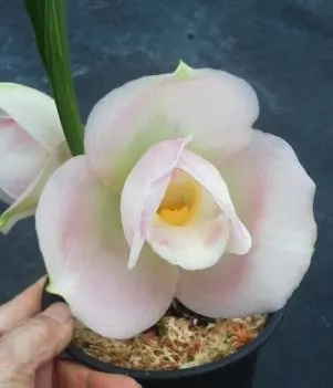 Lycaste Sagano (Abou Sunset Pink x Shoalhaven 'Sophy')