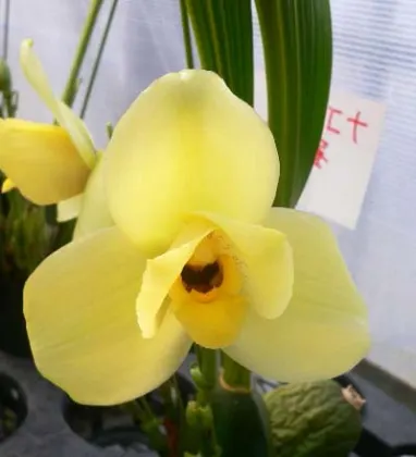 Lycaste Mem Kageyuki Mito