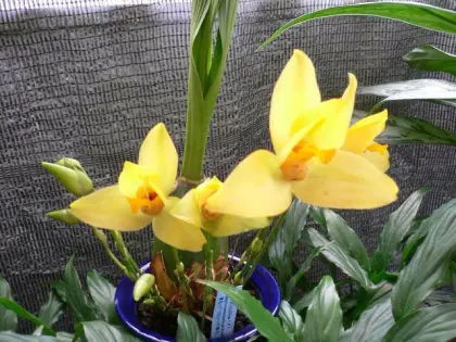 Lycaste Midas