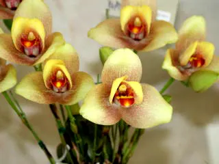 Lycaste Miyabi (Mem Kageyuki Mito 'Yellow Fantasy' x Shoalhaven Kyoto')